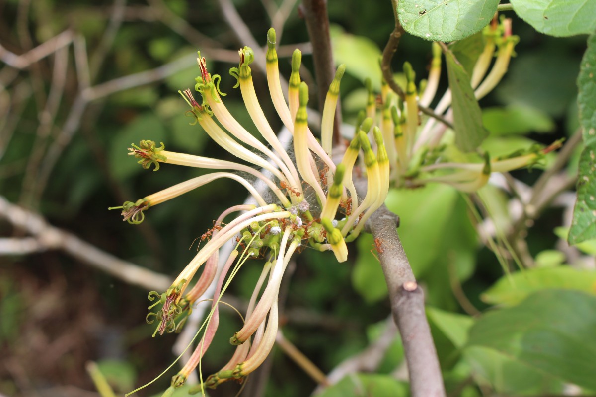 Dendrophthoe falcata (L.f.) Ettingsh.